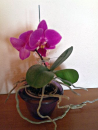 Orchidea Helka